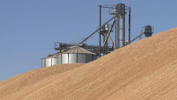 Казахстанским аграриям некуда девать урожай зерна