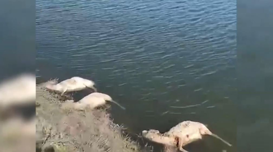 БҚО-да ауру киіктер көбейіп барады