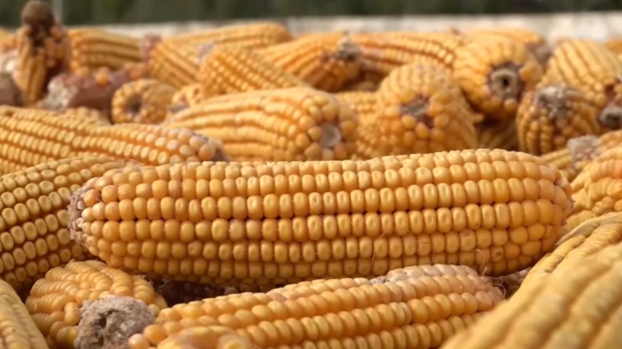 Завод по переработке кукурузы открыли в Панфиловском районе