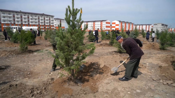 Порядка 57 тысяч деревьев высадили в Жамбылской области