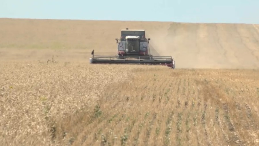 Дополнительные ₸7 млрд выделили на поддержку экспорта зерна