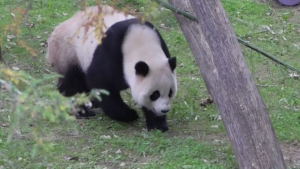 Қытай АҚШ-қа берген пандаларын қайтып алады