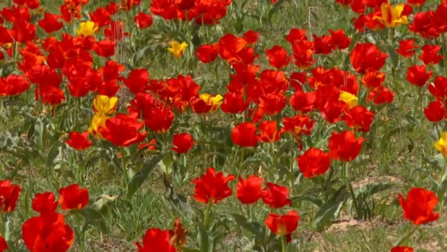 Краснокнижные тюльпаны зацвели на юге Казахстана