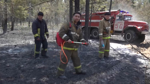Службу охраны и защиты лесного фонда создали в Казахстане