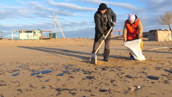 Более 30 дельфинов погибли от разлива мазута в Чёрном море