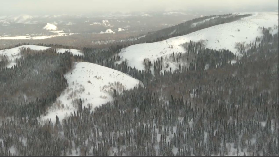 ШҚО-да 76 млн көшет егіледі