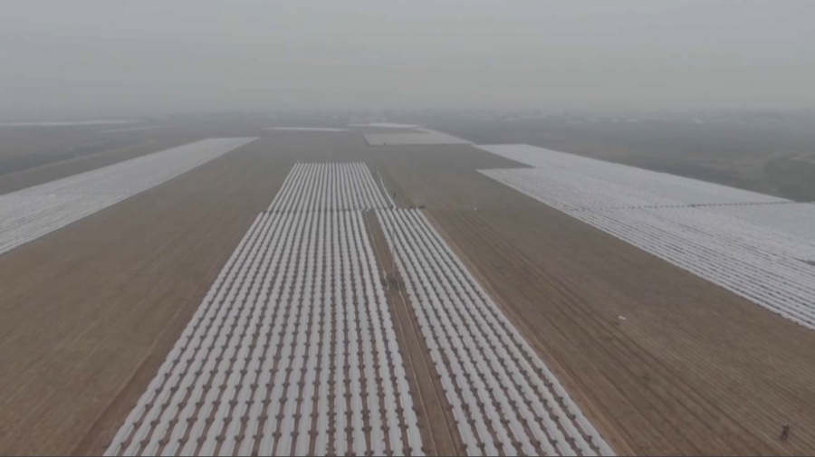 Түркістан облысында ерте пісетін көкөніс егіліп жатыр