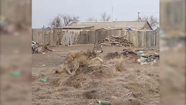 Батыстағы ауылға қасқыр кірді