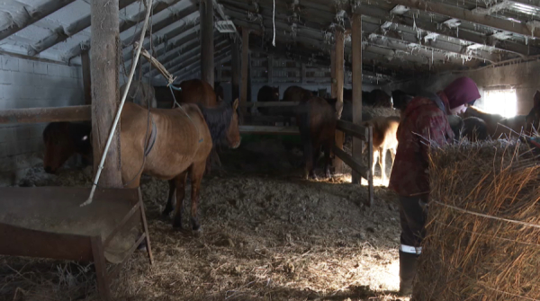 Көтерем мал көктемгі қара суыққа шыдай ма?