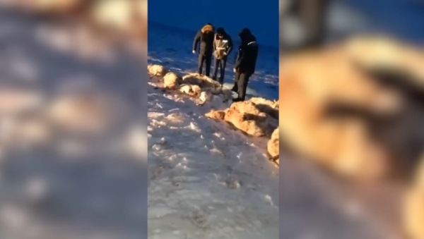 Незаконный отстрел сайгаков расследуют в Атырауской области