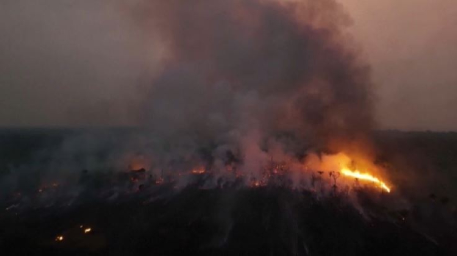 Глобальная потеря тропических лесов из-за пожаров превысила рекорд в 2024 году