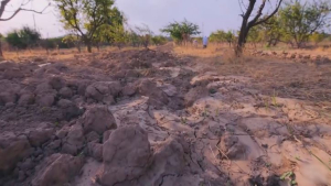 Өзбекстанда құнарынан айырылған жер көлемі 2 млн гектарға жетті