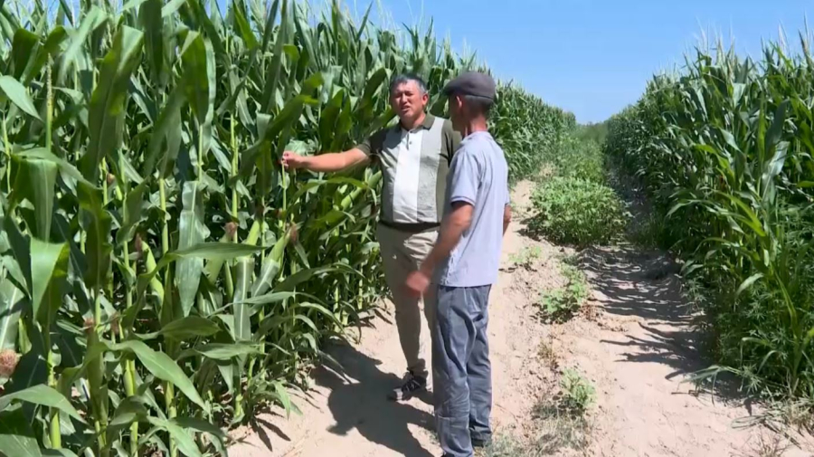 Хороший урожай кукурузы ждут в области Жетысу