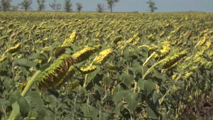 Күнбағыс майының алғашқы партиясы өңірлерге жөнелтіледі