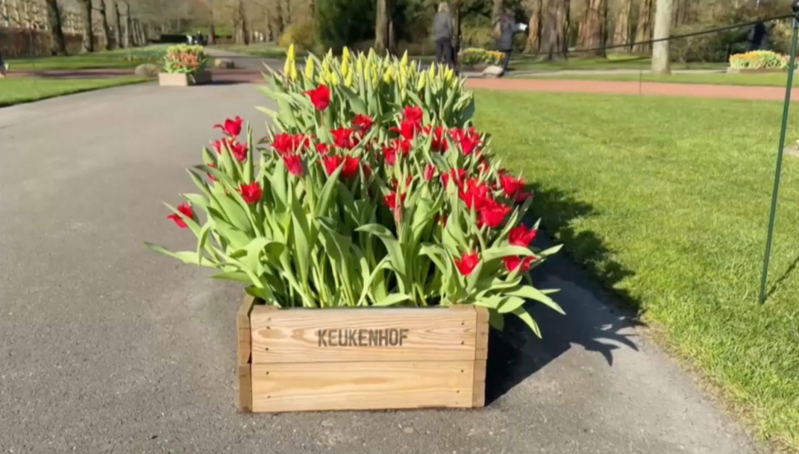 Нидерландта гүлдер көрмесі өтіп жатыр