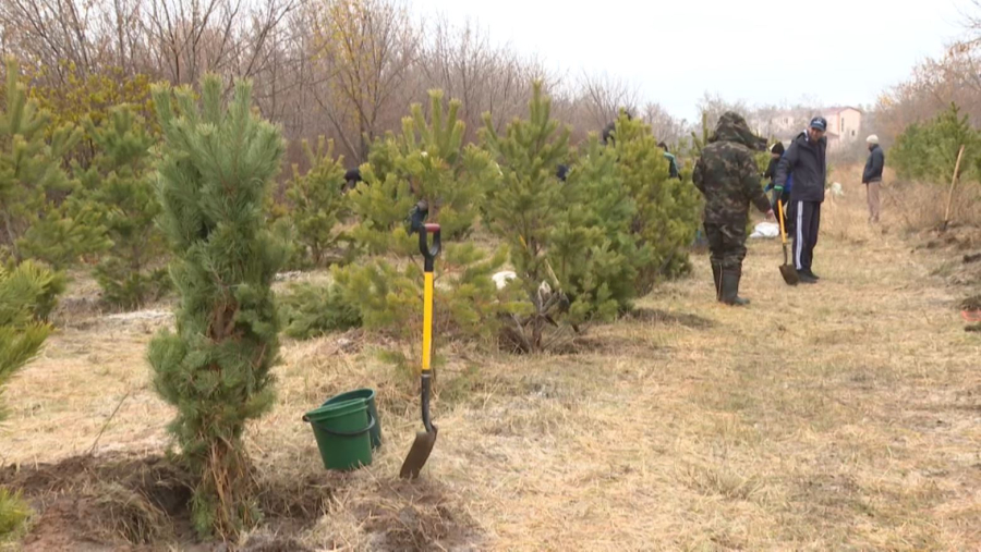 Алты орман тәлімбағын салуға ₸21 млрд бөлінді