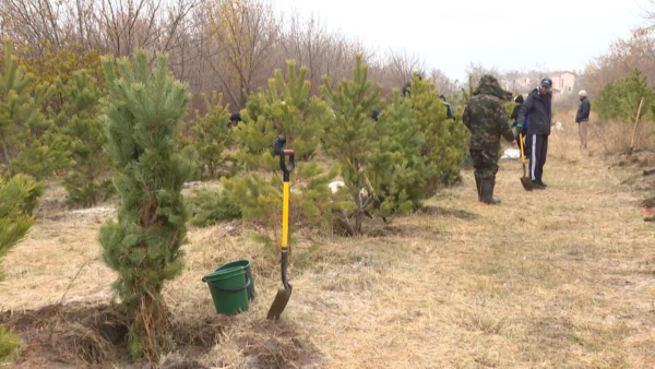 Алты орман тәлімбағын салуға ₸21 млрд бөлінді