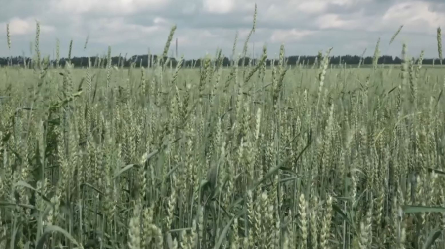 1,8 млн тонн зерна экспортировала Северо-Казахстанская область