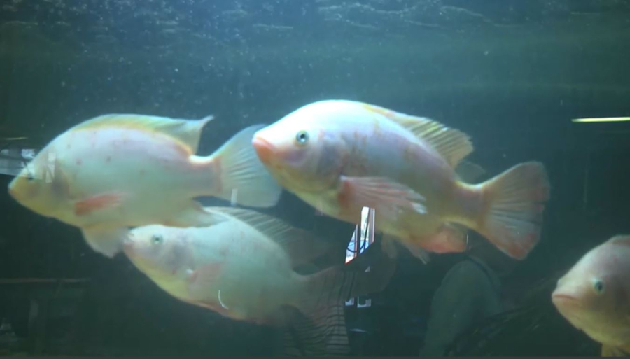 Қапшағайға мыңдаған шабақ жіберілді