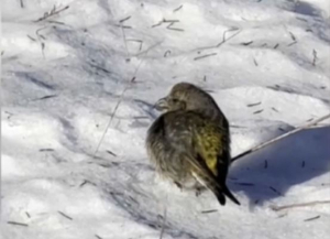 Сибирских попугаев заметили в Чалдайском сосновом бору