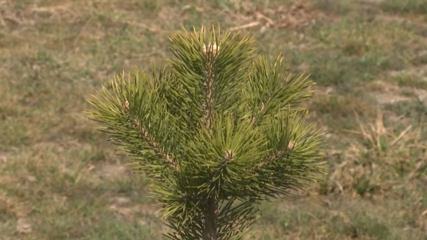 Алматы облысы Балқаш ауданында 500 түп көшет егілді