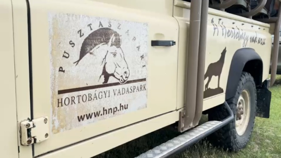 В Казахстан доставили очередную группу лошадей Пржевальского