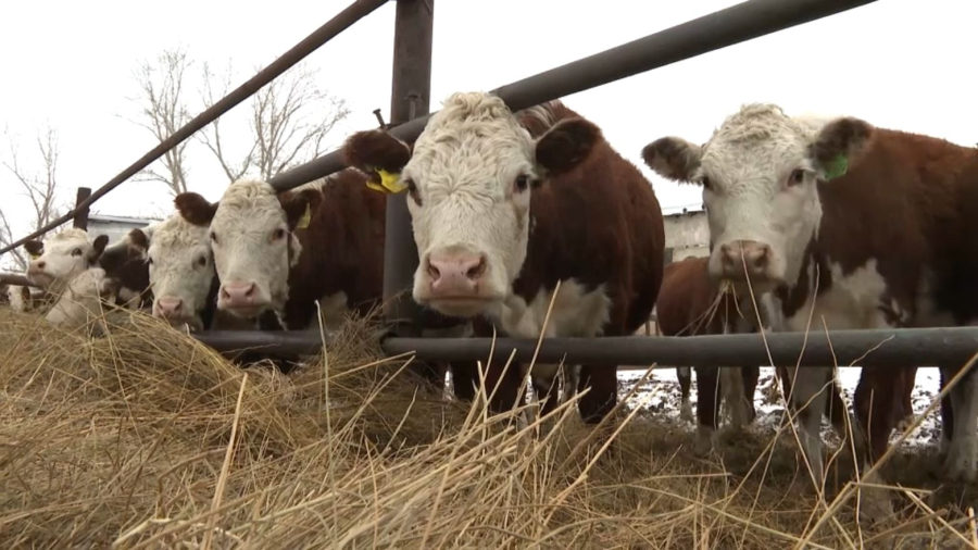 Ақмола облысында асылтұқымды мал басы көбейіп келеді