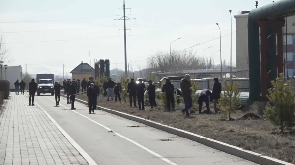 Таза Қазақстан: 150 саженцев хвойных деревьев высадили в Талдыкоргане