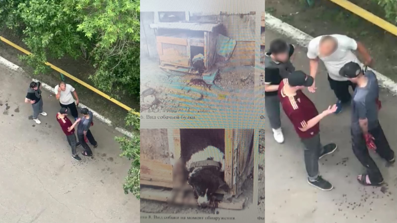 Пьяный мужчина зарезал любимца жителей двора: дело передали в суд 