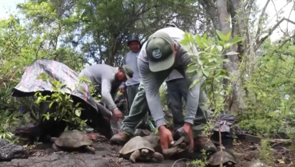 170 гигантских черепах выпустили в дикую природу на Галапагосах