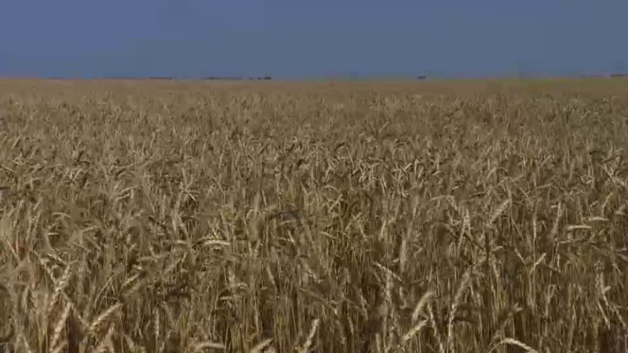 Биыл елде 21,7 млн тонна астық жиналмақ