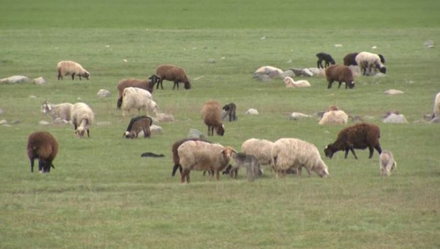 Мобильную пастбищную школу запустили в Казахстане
