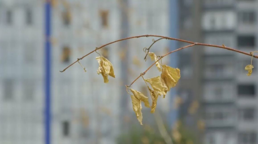 Өскеменде жасыл желек күз жетпей қурап жатыр