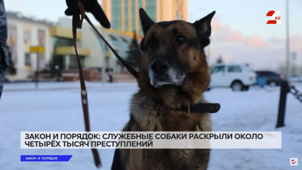 Четырёхлапая полиция. Как служебные собаки помогают раскрывать преступления