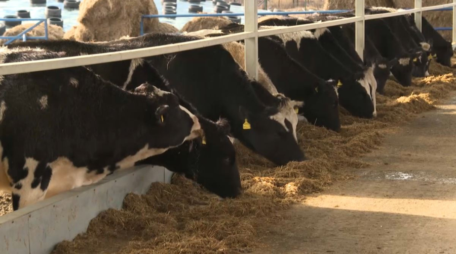 Сүт өндірісі 20 пайызға артты