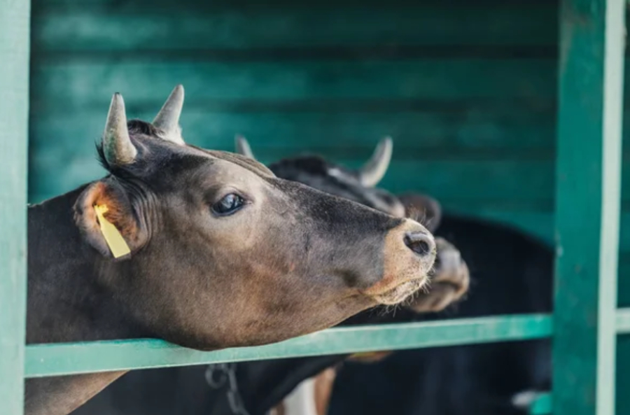 Онлайн-этап сельхозпереписи продлили до 20 сентября
