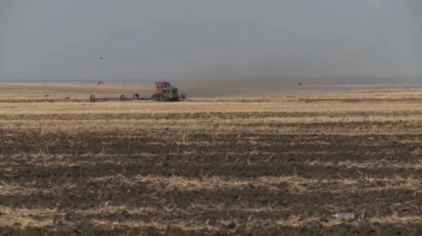 Больше 8 млрд тенге направили на борьбу с саранчой в Казахстане