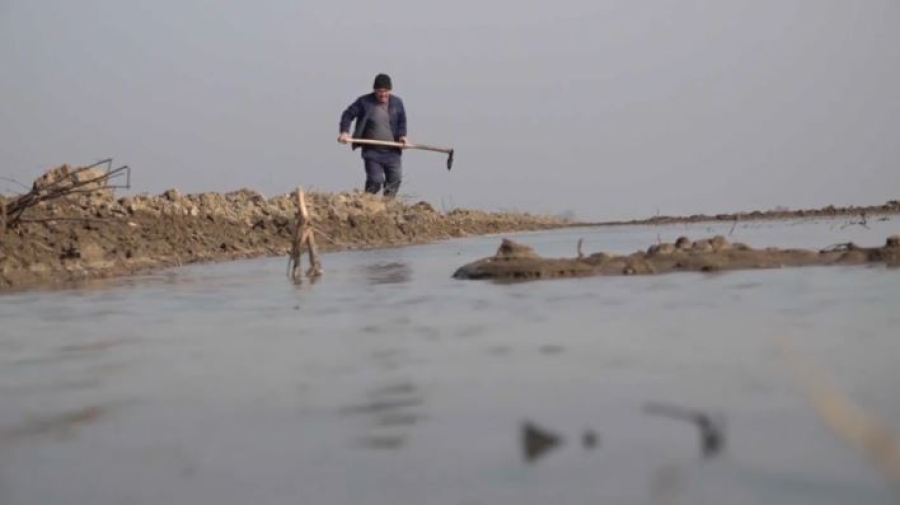 Рисовые поля сокращают в Туркестанской области