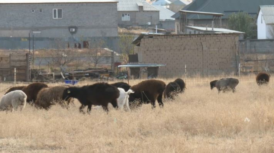 Более двух тысяч самовольных построек обнаружили в Шымкенте