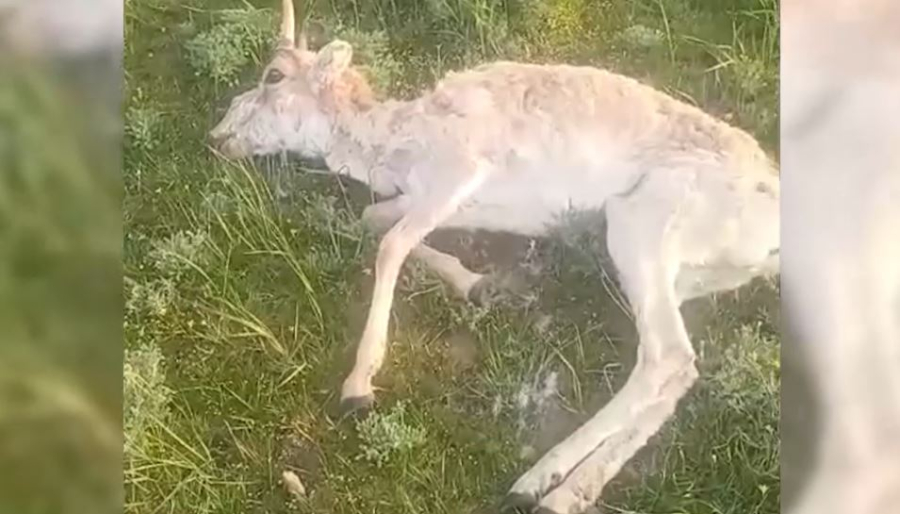 Сайгаков проверяют на инфекции в ЗКО