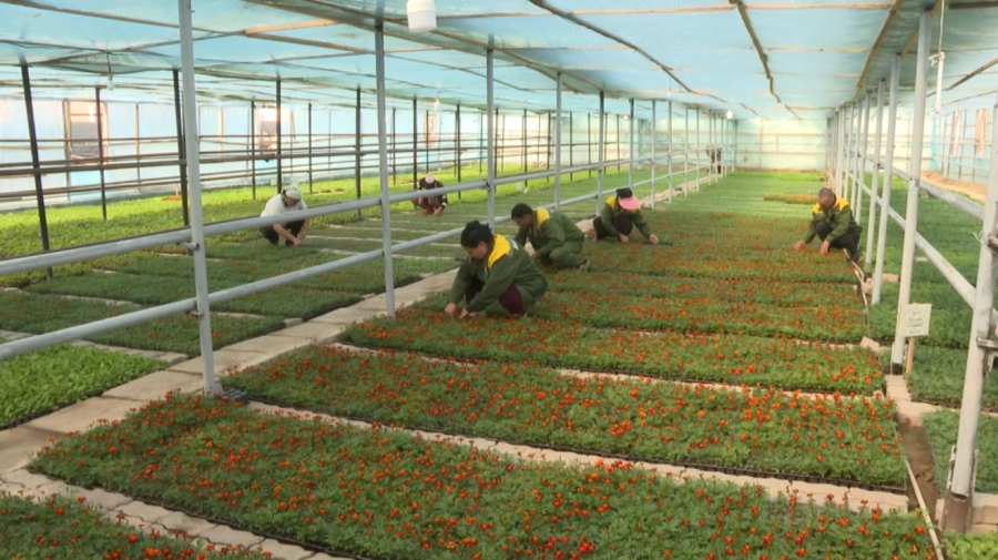 Миллионом цветов украсят клумбы в Таразе