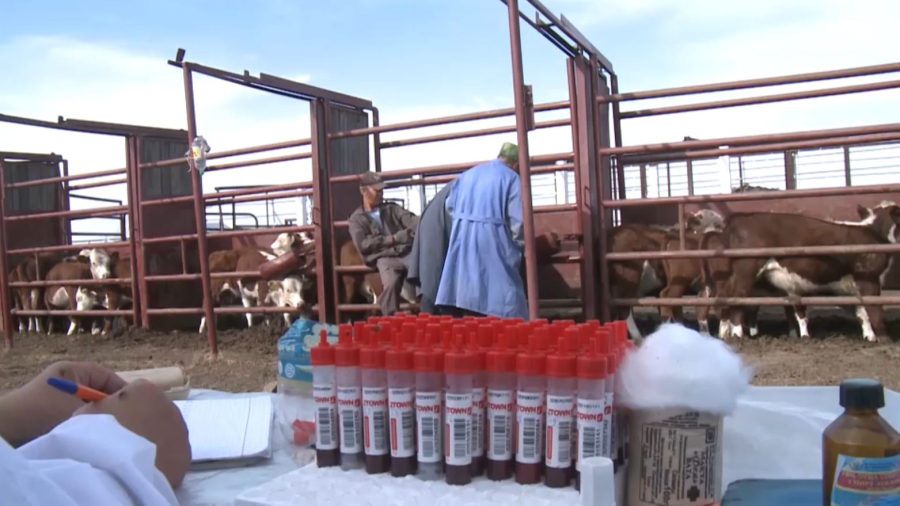 Қазақстанда мал дәрігерінің жалақысы көбеюі мүмкін