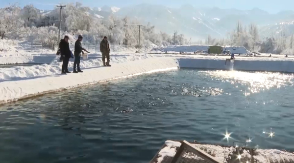 В Казахстане намерены усилить господдержку рыбной отрасли