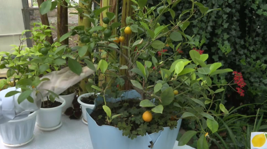 Школьники выращивают экзотические фрукты в Шымкенте