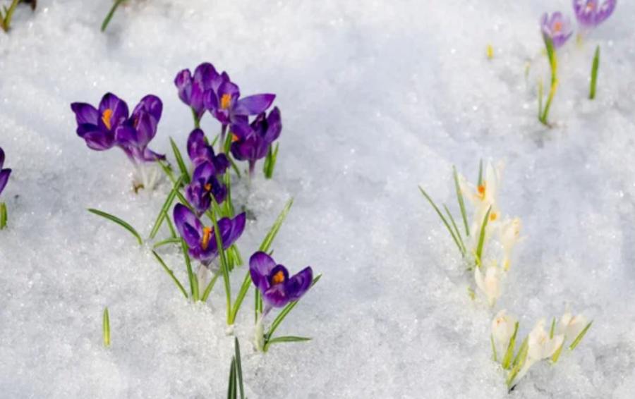 Заморозки прогнозируют в шести регионах Казахстана