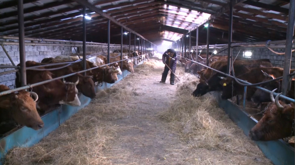 ₸3 млрд направят на развитие животноводства в Актюбинской области в 2024 году