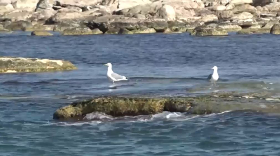 Какие проблемы обсудят на экологическом саммите