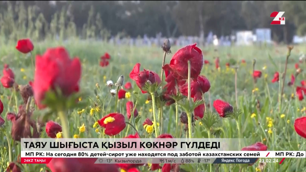 Соғыс пен сұлулық символы