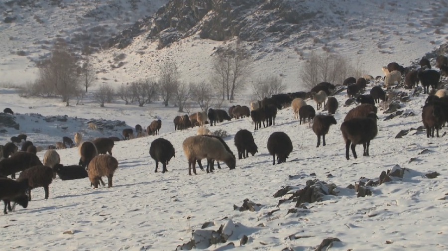 Вспышка оспы овец выявлена на востоке Казахстана