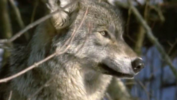 Случаи нападения волков на домашний скот участились в ВКО